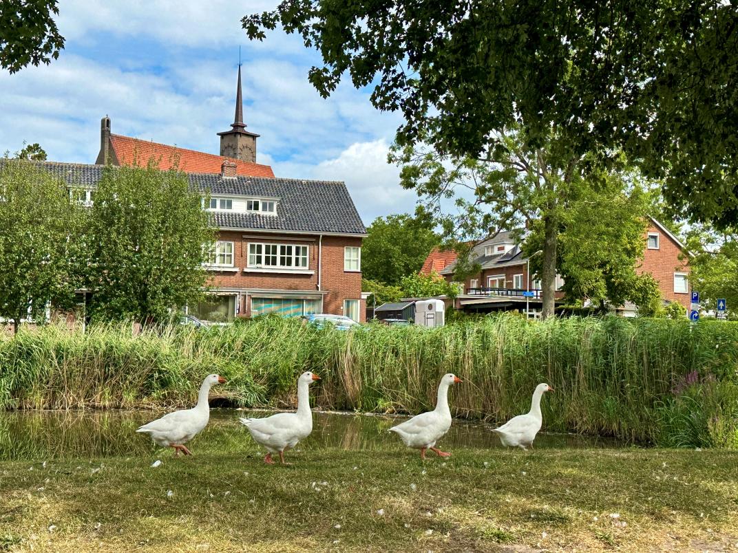 witte gans