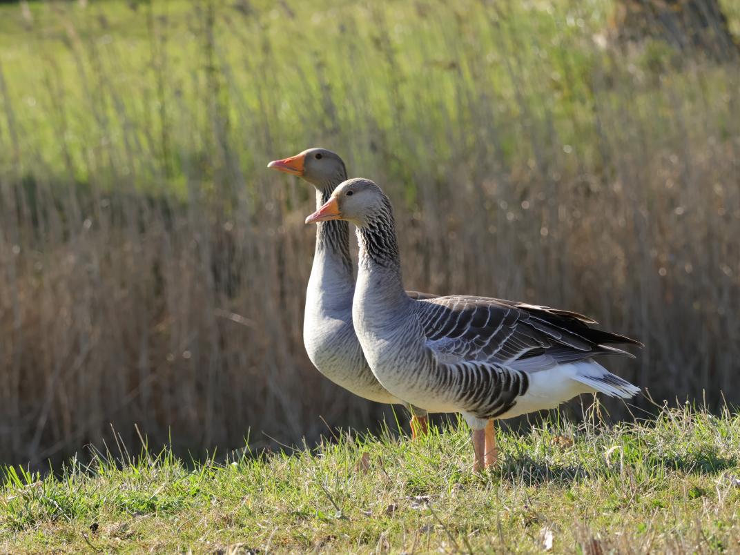 grauwe gans